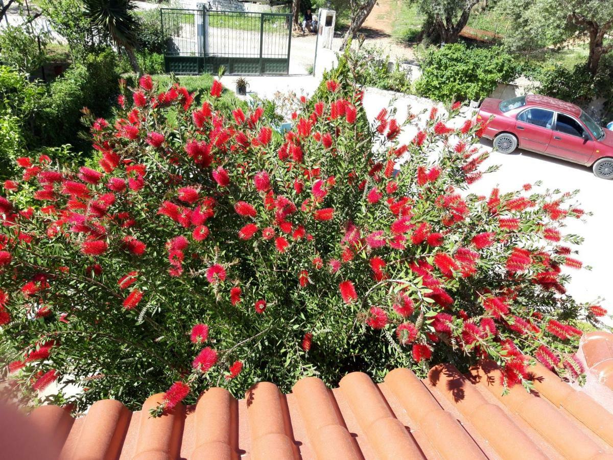 קסאמיל Vila Zogaj מראה חיצוני תמונה